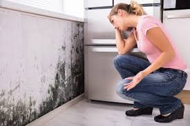 Environmental Consulting for Mold Prevention in Burnsville, NC